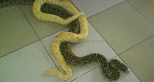 Ular darat adalah membawa keburukan namun ular jenis. 99 Arti Mimpi Melihat Ular Besar Berwarna Kuning Hitam Menurut Primbon Jawa Dan Tafsir Islam Mimpi Ular