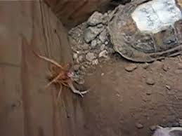 Camel spiders in iraq are a foot long, lay eggs under camels' skin, and run 25 miles per hour screaming like a banshee. Camel Spider In Iraq Video Dailymotion