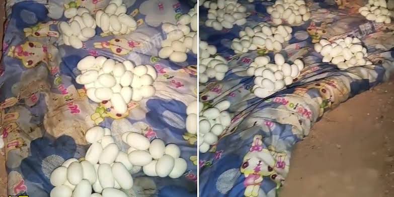 Man in China returns home after being away for 6 months, only to find it  filled with white snake eggs