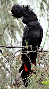 4 sets of mixed male and female feather, $100 per set which includes postage. Ml162001471 Red Tailed Black Cockatoo Macaulay Library Australian Native Birds Pet Birds Australian Native Animals
