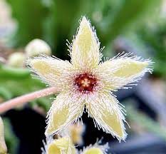 Image result for Huernia levyi