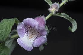 Image result for Sesamum radiatum