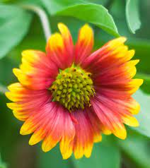 The following is a list of colors. Top 15 Most Beautiful Aster Flowers