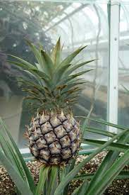 How To Grow Pineapple Growing Pineapple Growing Food Hydroponic Gardening