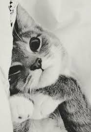 Kedi Kedi Kedi
