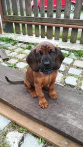 Image result for bavorský barvář