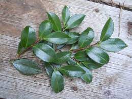 Pin On All About Gardening