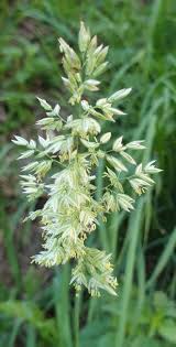 Image result for Holcus