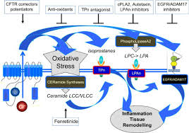 Formerly known as cystic fibrosis of the pancreas, this entity has increasingly been labeled simply cystic fibrosis. Oxidative Stress And Abnormal Bioactive Lipids In Early Cystic Fibrosis Lung Disease Journal Of Cystic Fibrosis