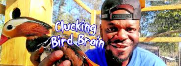 Clucking Bird Brain (@CluckingBirdBrain) • Facebook