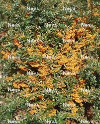 Image result for Pyracantha coccinea golden charmer
