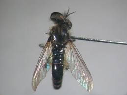 Image result for Enteropogon sechellensis