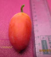 Image result for Coccinia barteri