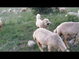 Kangal Akkaraman Koyunu Diger Yerli Koyunlara Gore Youtube