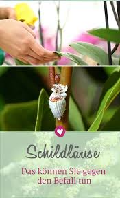 Schildlause 6 Fragen Zum Pflanzenschadling Schildlause Pflanzenschadlinge Pflanzen