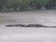 American Alligator Wikipedia