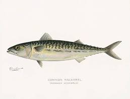S F Denton Antique Fish Prints 1895 Fish Print Fish Drawings Mackerel