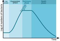 Bacterial Growth Wikipedia