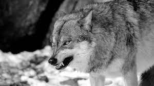 The Chilling Story Of A Wolf That Tore Into A Family S Tent During The Night Chill Animals Wild Tent