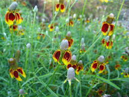 Online store containing native plant seeds for the southwest, with zone finder and free catalog. Native Plants For Southwestern Gardens Hgtv