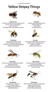 Pin By Janice Fahrney Rudeen On Bees Bee Bee Facts Carpenter Bee