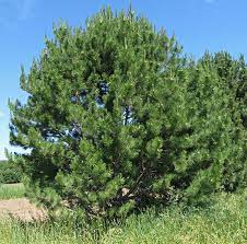 Discover savings on patio & garden items & more. Study Identifies Fastest Growing Trees For Front Range Colorado State Forest Service