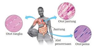 Jaringan otot memiliki struktur khusus yang fungsi utamanya sebagai alat gerak aktif, baik bagi badan secara keseluruhan maupun bagi setiap jadi, secara umum otot di dalam tubuh hewan maupun manusia dibagi menjadi tiga, yaitu otot lurik (otot rangka), otot polos (otot viseral), dan otot jantung. 3 Jenis Otot Fungsi Struktur Tipe Cara Kerja Kelainan