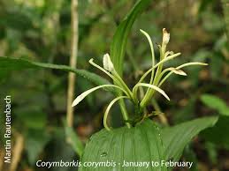 Image result for Corymborkis