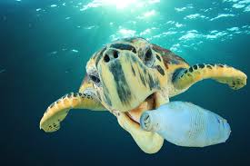 Sea Turtle And Plastic Bottle Ocean Pollution Facts Ocean Pollution Plastic Pollution