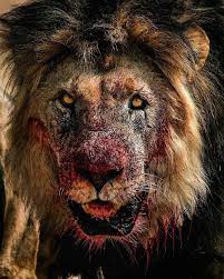 30 insane photos and videos that reveal the brutal side of nature memebase funny memes lions lion big cats