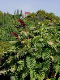 Image result for Melianthus major