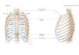 An exception to this rule is that the first rib articulates with the first those closest to the skin's surface run from the back of the vertebrae to the scapula eg trapezius , rhomboid s, latissimus dorsi , others wrap. Thoracic Spine And Rib Osteopathy Amboss