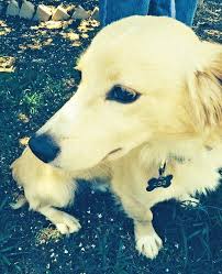 Training your puppy is one of the best things you can do with them. Adopt Oliver On Petfinder Golden Retriever Puppy Adoption Dog Adoption