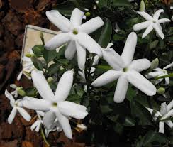 They don't want people to see shacks on the road in south africa. Jasminum Angulare Wikipedia