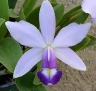 Image result for Angraecum infundibulare