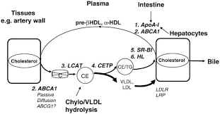We did not find results for: The Complexity Of Hdl Sciencedirect