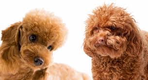 Toy Poodle Vs Miniature Poodle Can You Spot The Differences