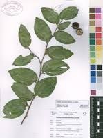 Image result for Ziziphus abyssinica