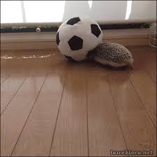 Share the best gifs now >>> Great Animated Soccer Gifs