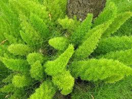 We did not find results for: How To Care For Foxtail Ferns Miss Chen Garden Manage Gfinger Is The Best Garden Manage App
