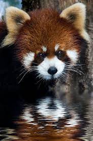 Red Panda Animals Cute Animals Animals Beautiful