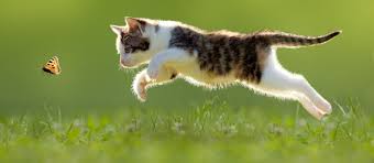 Here's everything you need to know about the pros and cons of keeping indoor vs. Pros And Cons Of The Outdoor Life For Cats Perfect Fit