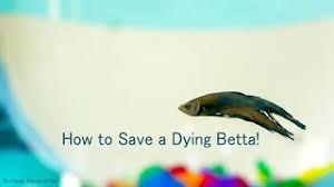 My fish also began turning greyish white but didn't die. How To Save A Dying Betta Youtube