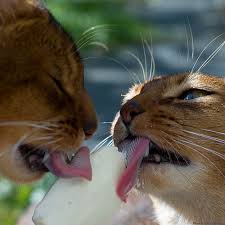 omg it s sooo yummy
