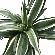 Image result for Dracaena laxissima