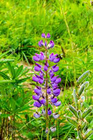 Tall purple flowering perennials in border of cottage garden stock photo: Tall Purple Flowers In A Garden Stock Photo Picture And Royalty Free Image Image 104411500
