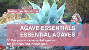 They are not related to cacti, nor are they closely. Agave Essentials 30 Easy Care Ornamental Agaves For Gardens And Landscapes Youtube