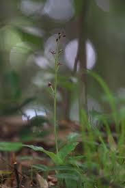 Image result for Liparis nervosa