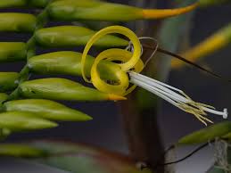 Image result for Hermbstaedtia odorata