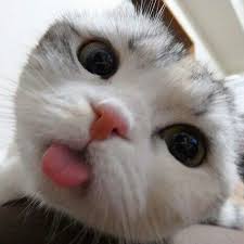 Each year, millions of americans face the reality of living with a mental health condition. Miaw Xxyapp Twitter